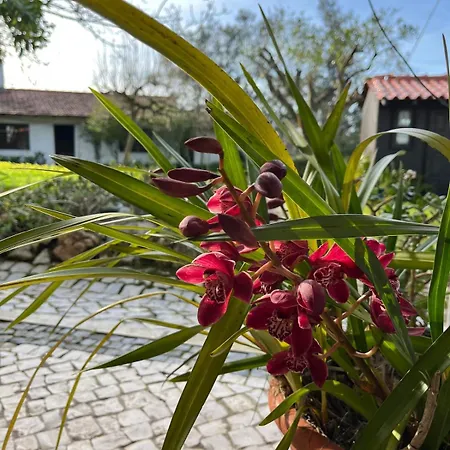 Casa Leonor - The Grandma's House Pombal (Leiria)
